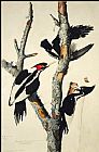 John James Audubon Ivory-Billed Woodpecker painting